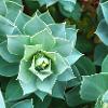 Succulent Dew